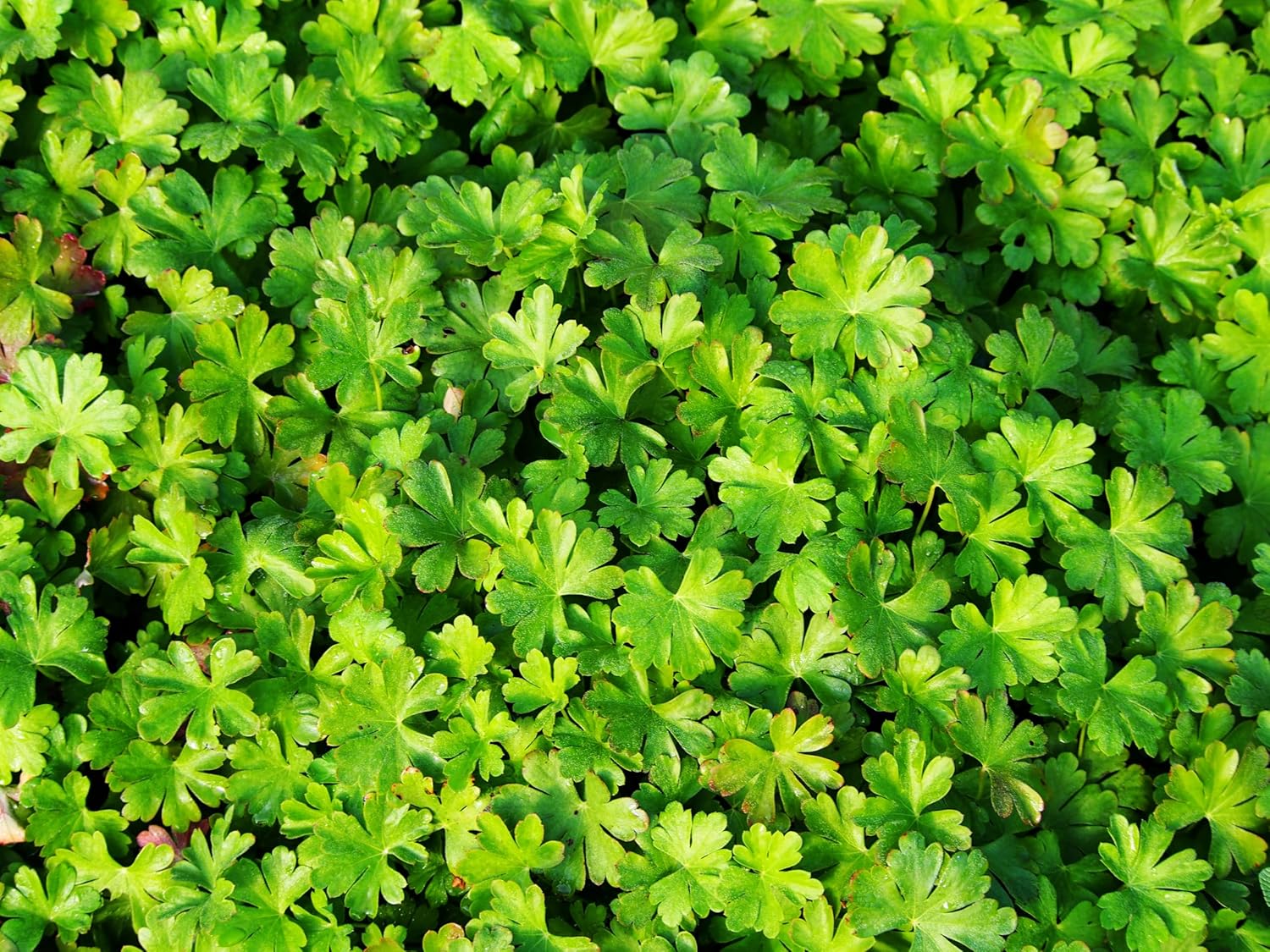 Geranium cantabrigiense 'Cambridge' / Cambridge Storchschnabel - Stauden Gaenge