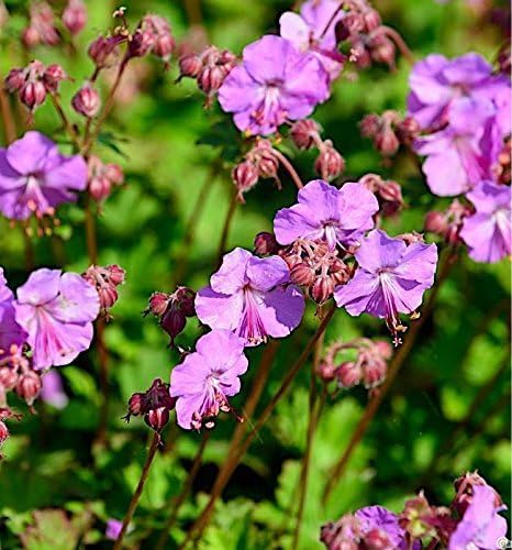 Geranium cantabrigiense 'Karmina' / Cambridge Storchschnabel - Stauden Gaenge