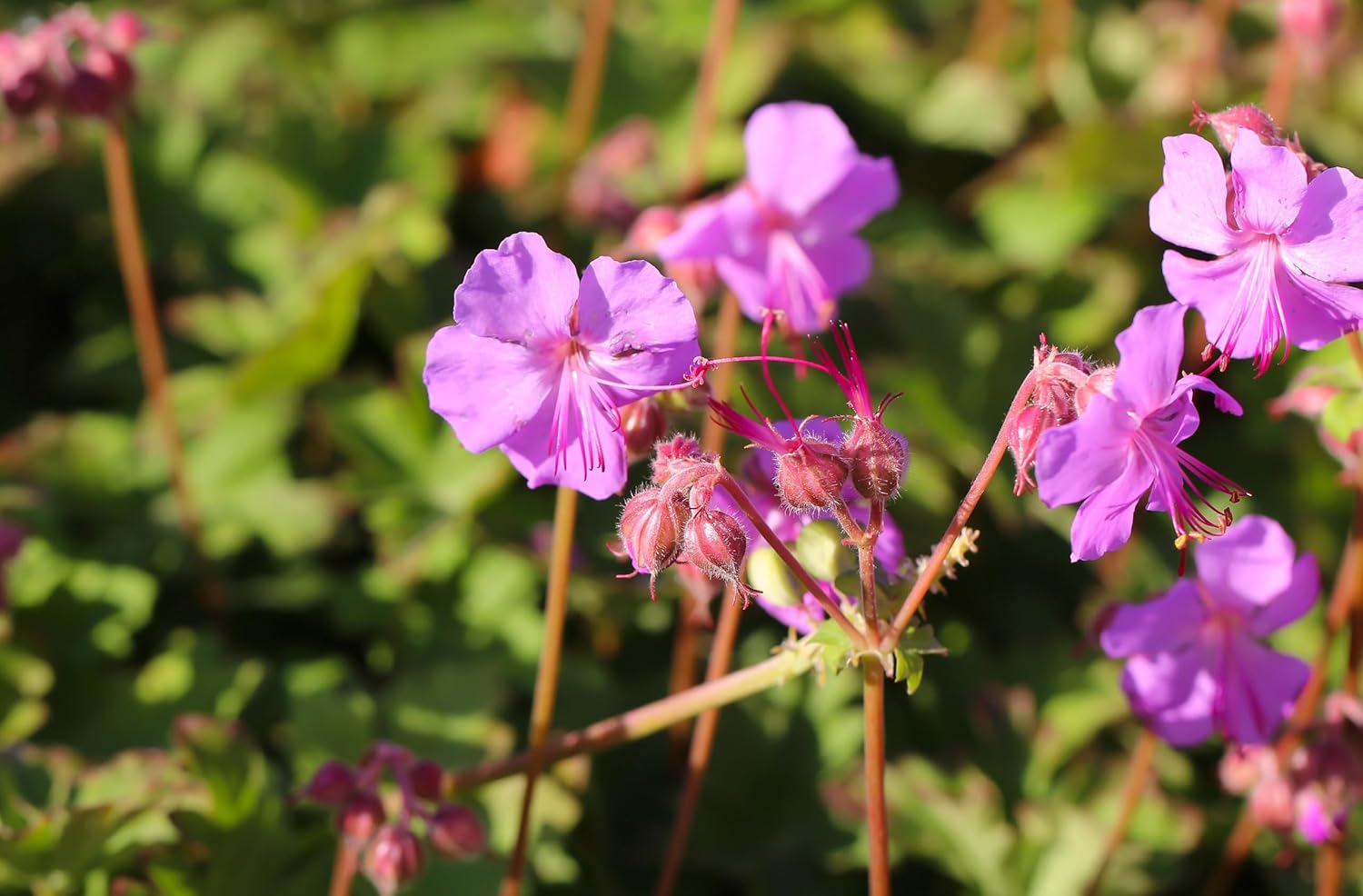 Geranium cantabrigiense 'Karmina' / Cambridge Storchschnabel - Stauden Gaenge