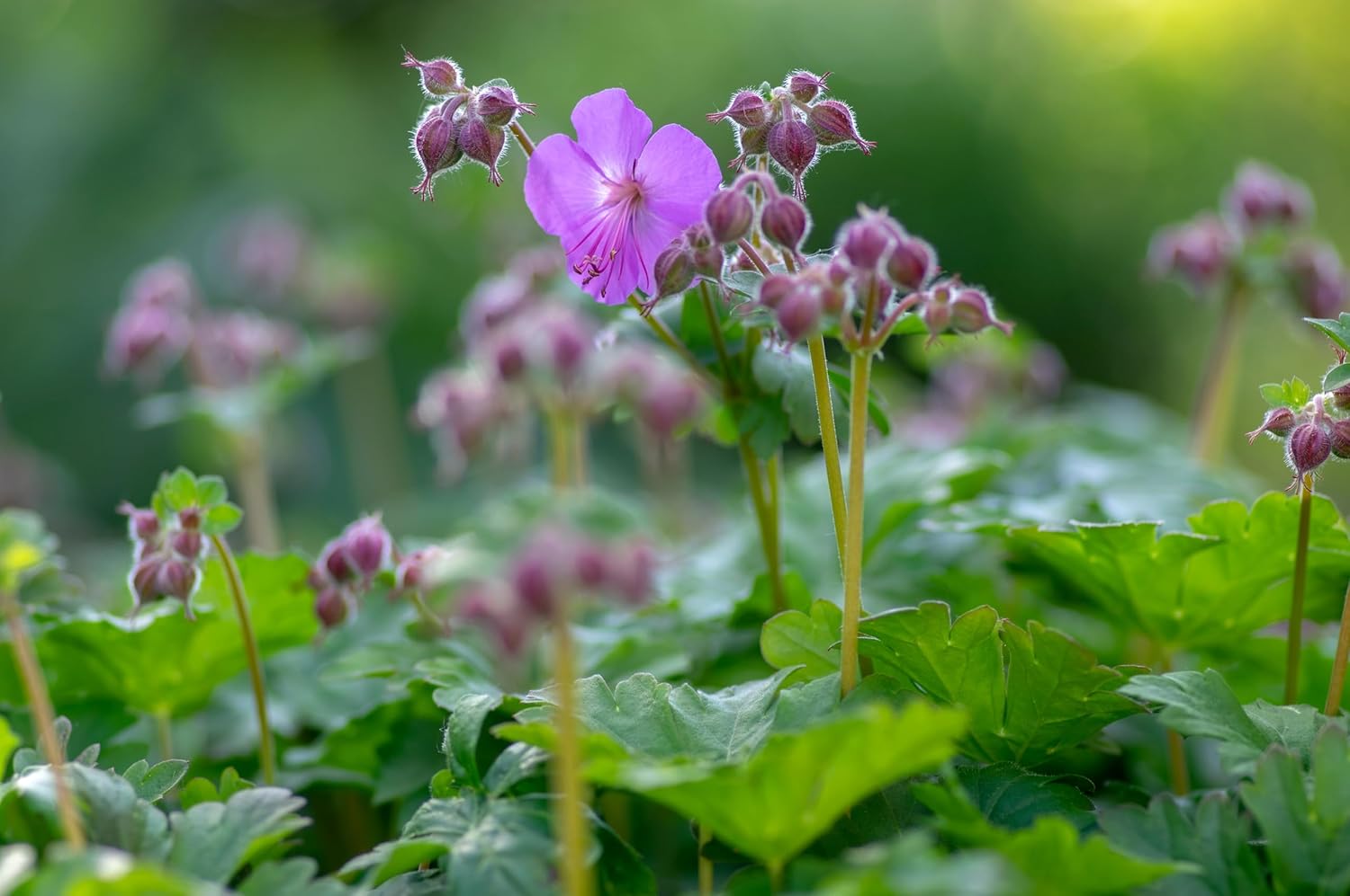 Geranium cantabrigiense 'Karmina' / Cambridge Storchschnabel - Stauden Gaenge