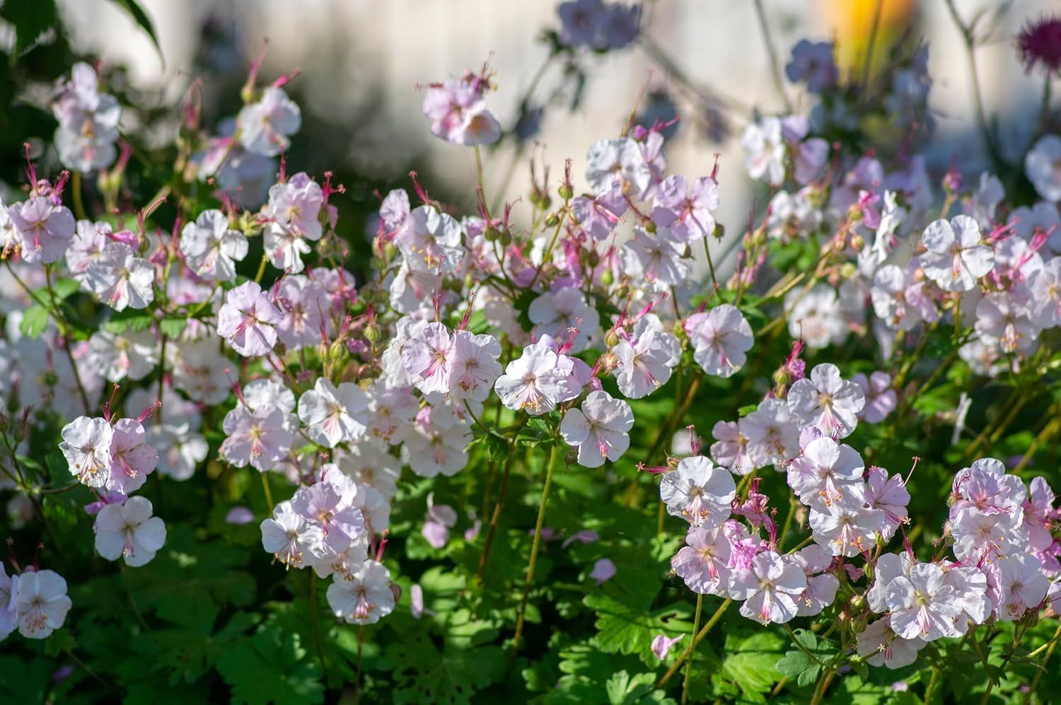 Geranium cantabrigiense 'Saint Ola' / Cambridge Storchschnabel
