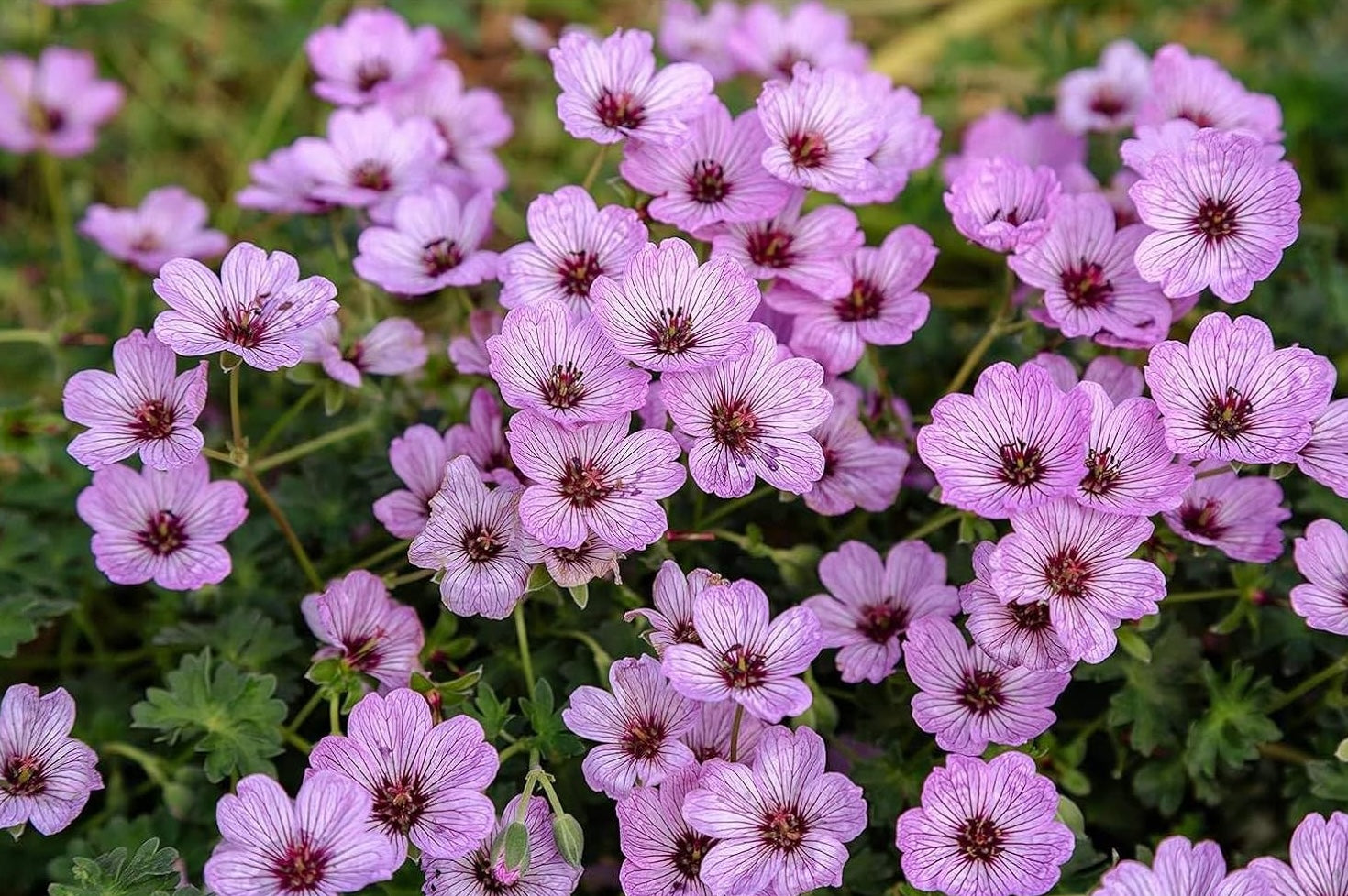 Geranium cinereum 'Ballerina' / Aschgrauer Storchschnabel