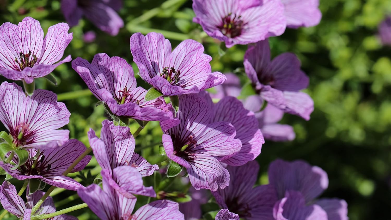 Geranium cinereum 'Ballerina' / Aschgrauer Storchschnabel