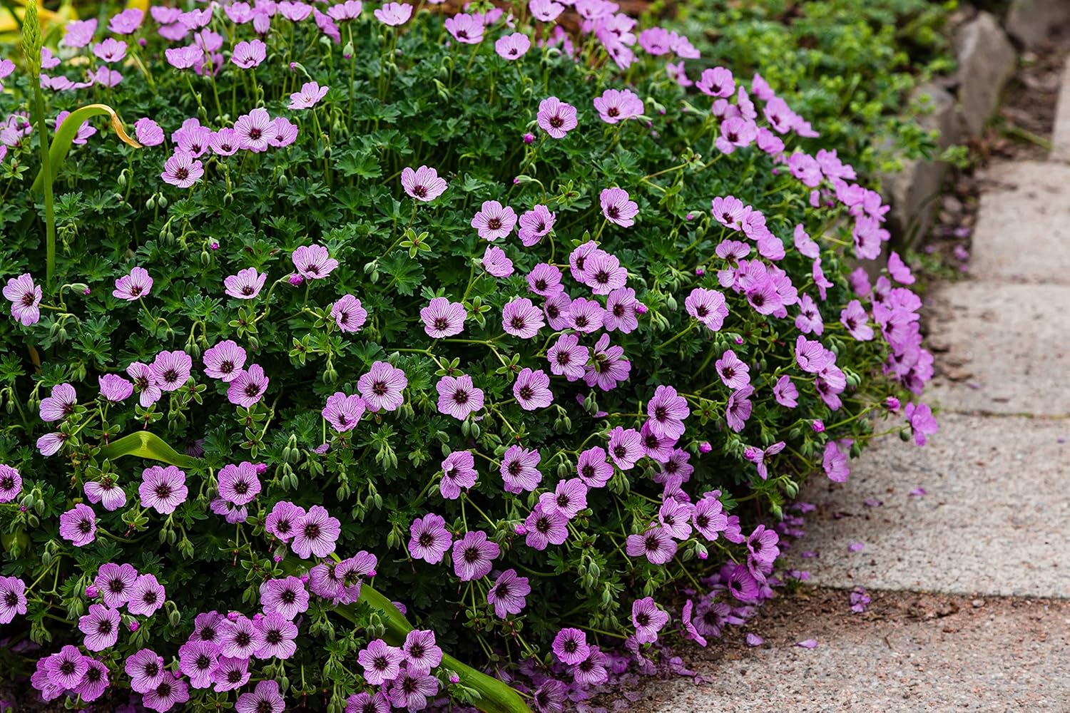 Geranium cinereum 'Ballerina' / Aschgrauer Storchschnabel
