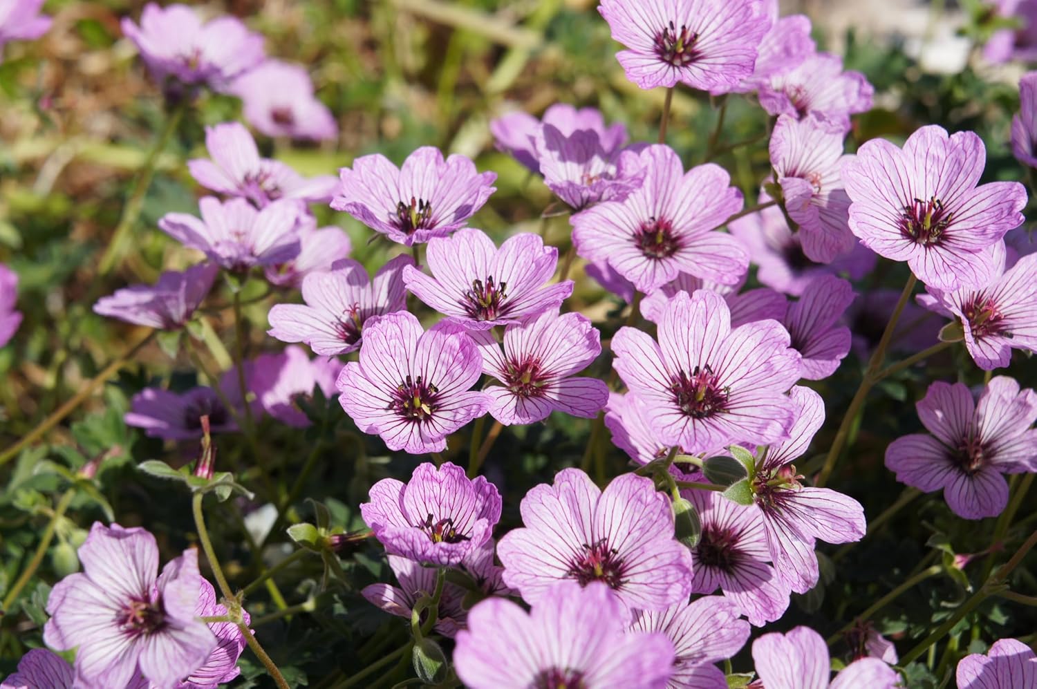 Geranium cinereum 'Ballerina' / Aschgrauer Storchschnabel