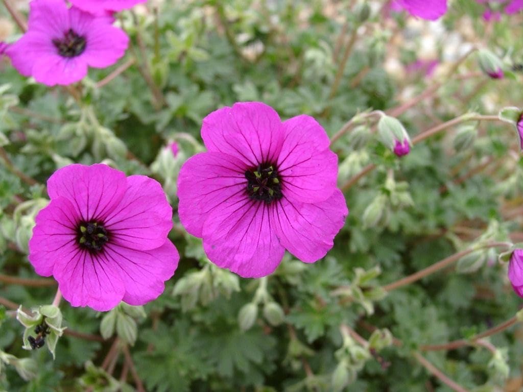 Geranium cinereum 'Signal' / Aschgrauer Storchschnabel - Stauden Gaenge