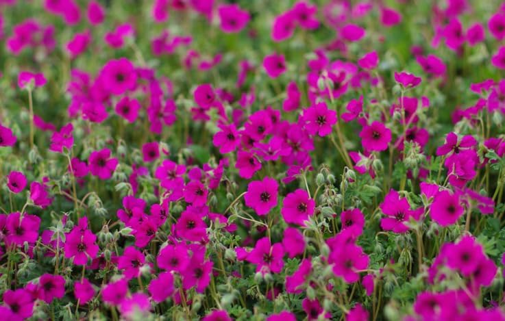 Geranium cinereum 'Signal' / Aschgrauer Storchschnabel - Stauden Gaenge