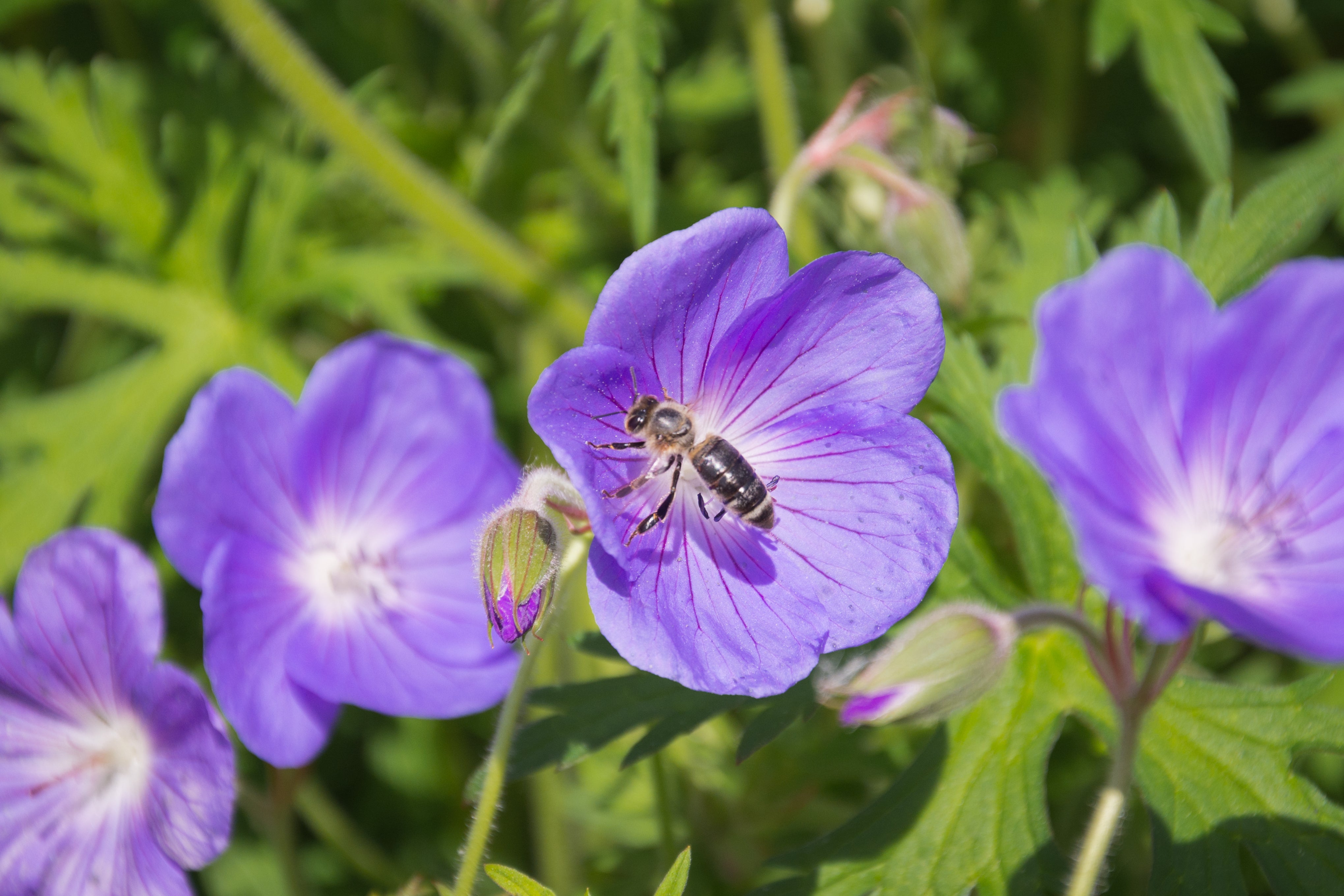 Geranium clarkei 'Kashmir Purple' / Clarkes Storchschnabel - Stauden Gaenge