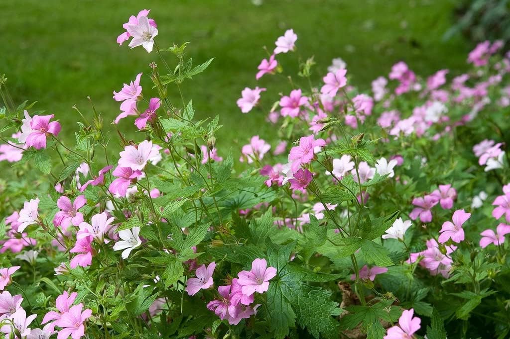 Geranium endressii / Pyrenäen-Storchschnabel - Stauden Gaenge