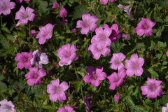 Geranium endressii 'Wargrave Pink' Pyrenäen-Storchschnabel, blühende Staude mit rosa Blüten, von Stauden Gänge