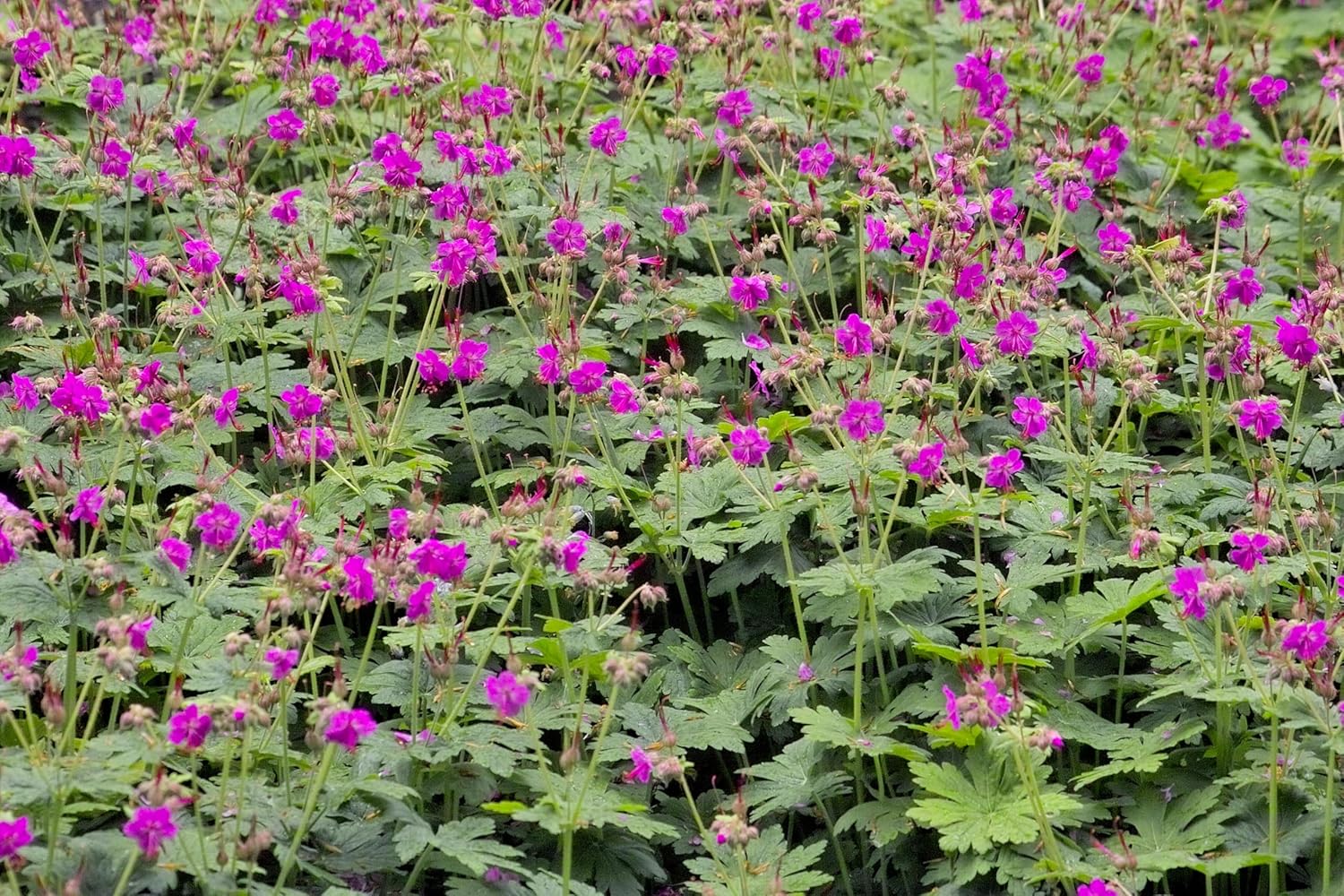 Geranium macrorrhizum 'Bevan's Variety' / Balkan Storchschnabel - Stauden Gaenge