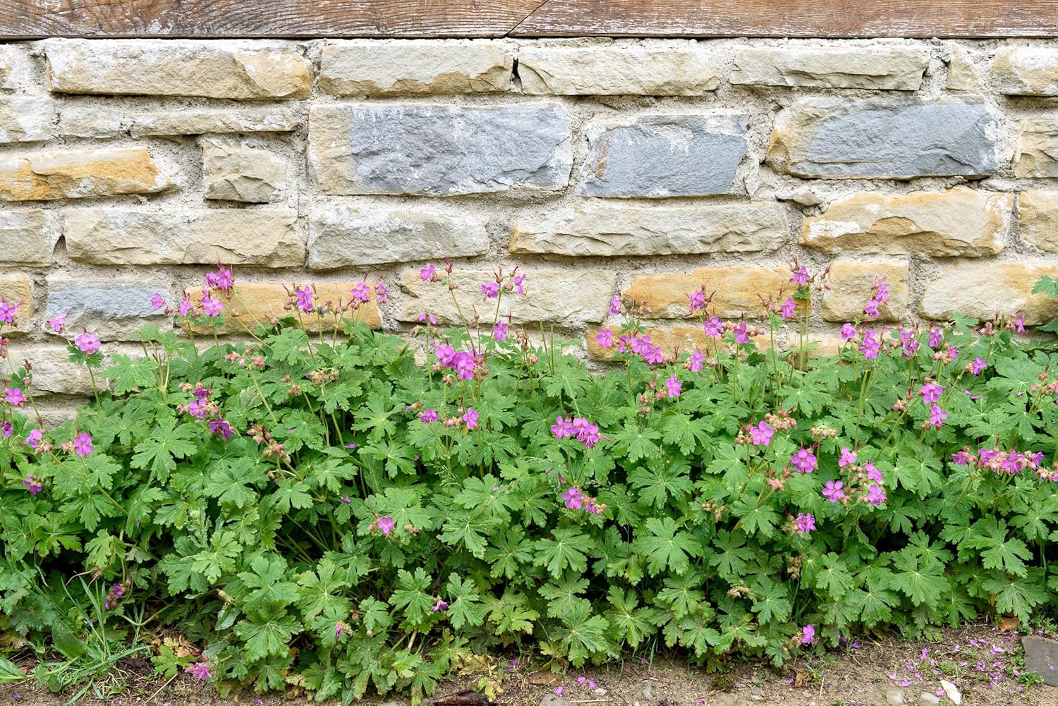 Geranium macrorrhizum 'Bevan's Variety' / Balkan Storchschnabel - Stauden Gaenge