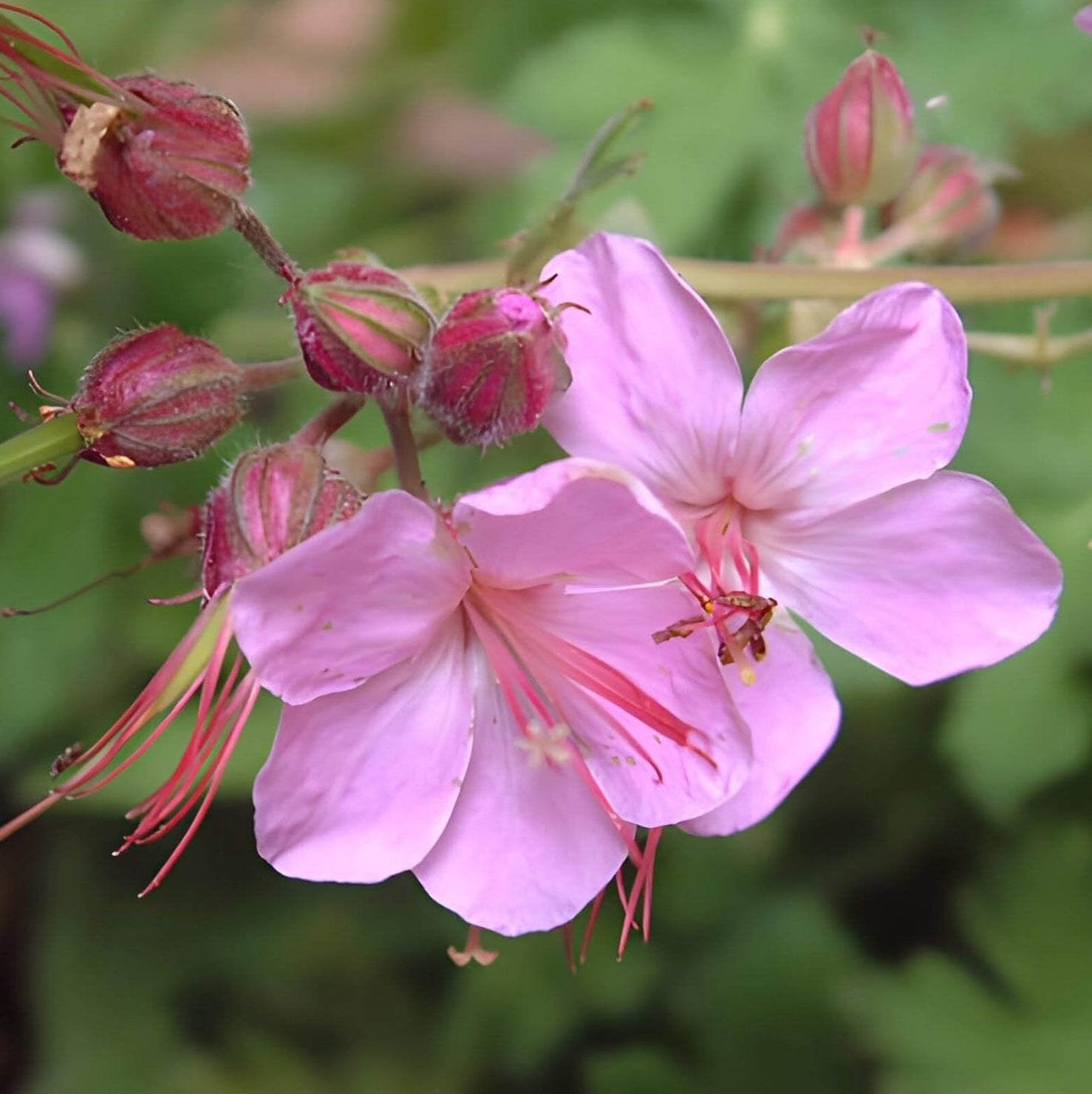 Geranium macrorrhizum ‚Ingwersen's Variety' / Balkan Storchschnabel - Stauden Gaenge