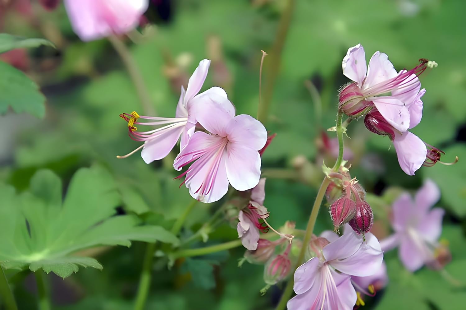 Geranium macrorrhizum ‚Ingwersen's Variety' / Balkan Storchschnabel - Stauden Gaenge