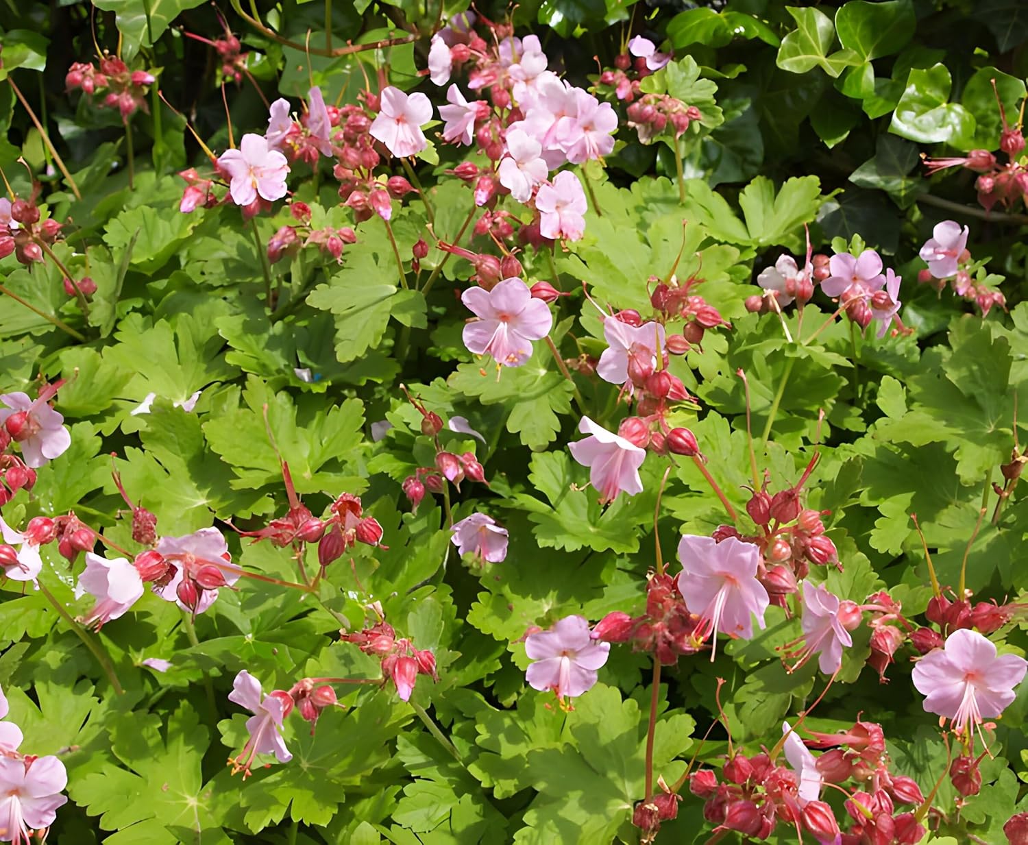 Geranium macrorrhizum ‚Ingwersen's Variety' / Balkan Storchschnabel - Stauden Gaenge
