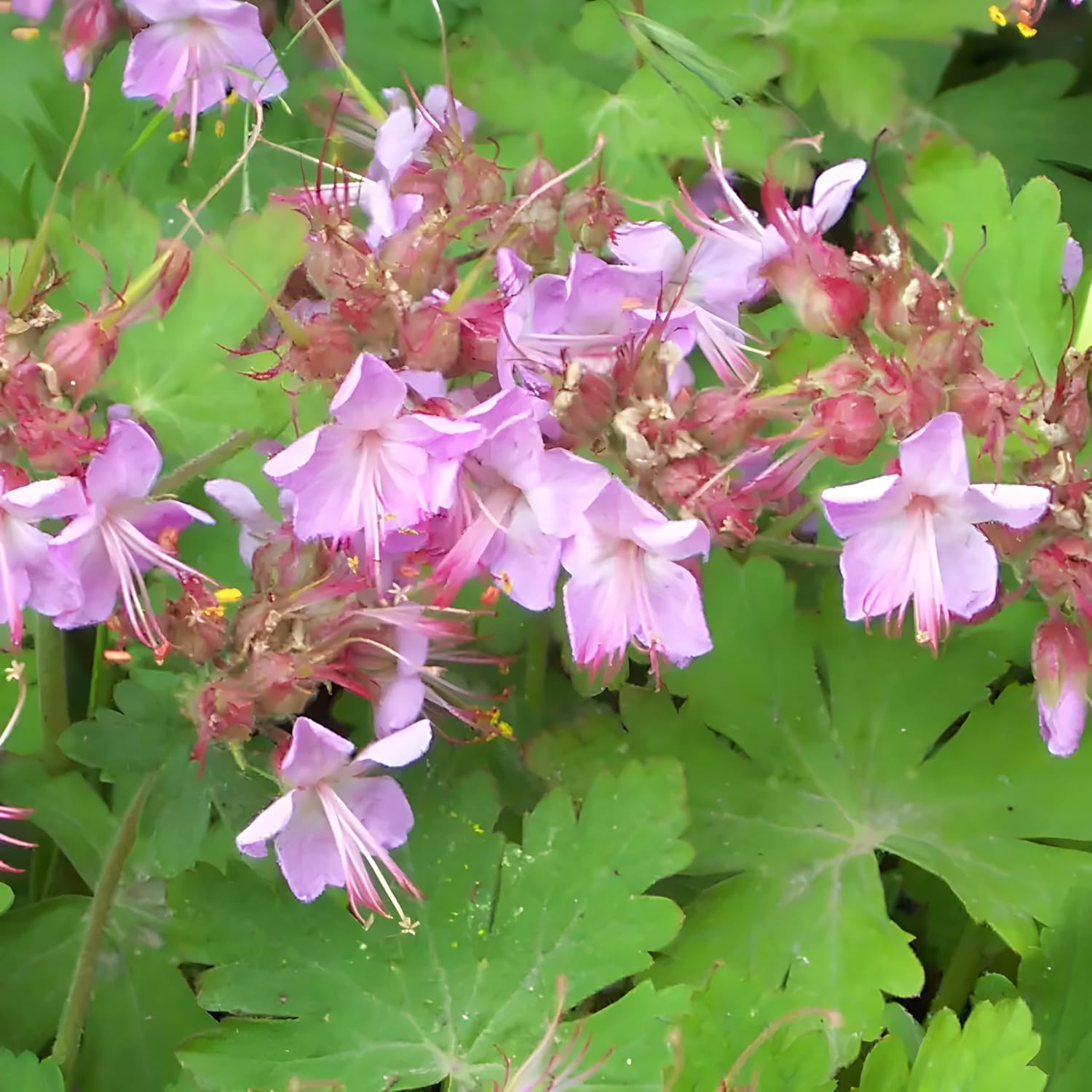 Geranium macrorrhizum ‚Ingwersen's Variety' / Balkan Storchschnabel - Stauden Gaenge