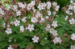 Balkan Storchenschnabel Geranium macrorrhizum 'Spessart' Staude, grüne Blätter und blühende rosa Blüten, Stauden Gänge.