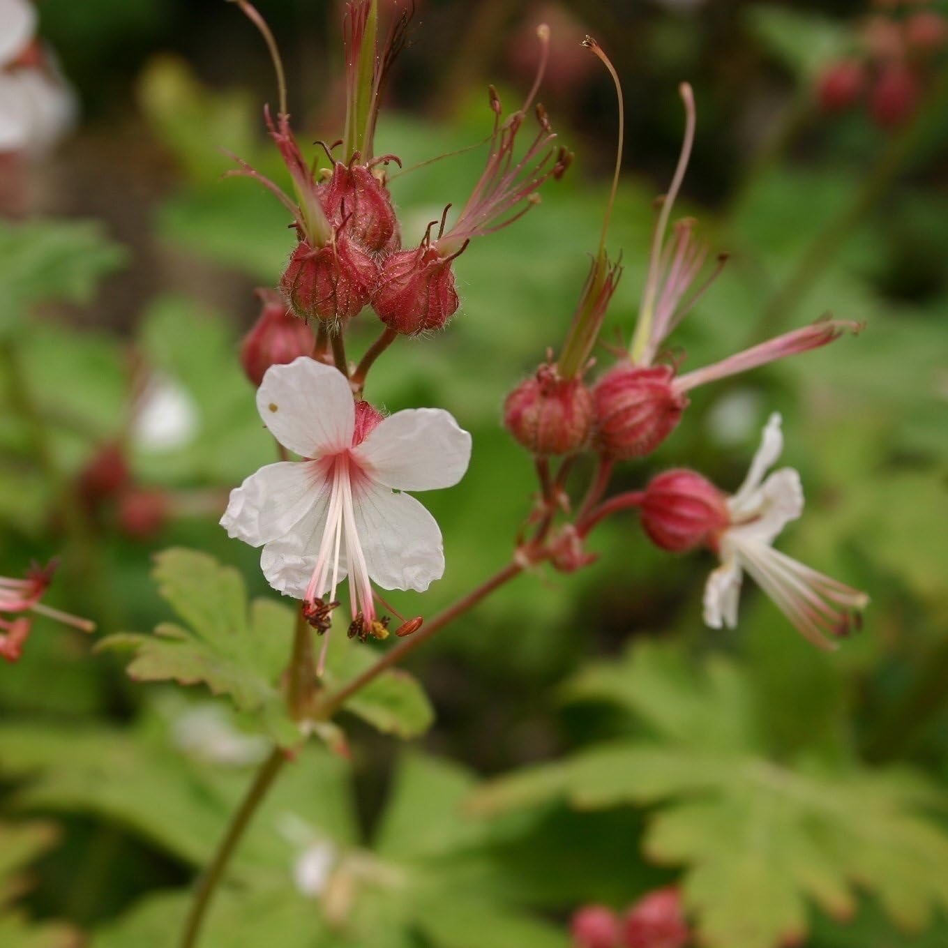 Geranium macrorrhizum 'Spessart' / Balkan Storchenschnabel - Stauden Gaenge