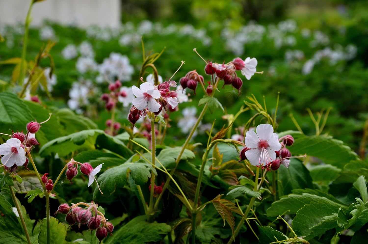 Geranium macrorrhizum 'Spessart' / Balkan Storchenschnabel - Stauden Gaenge