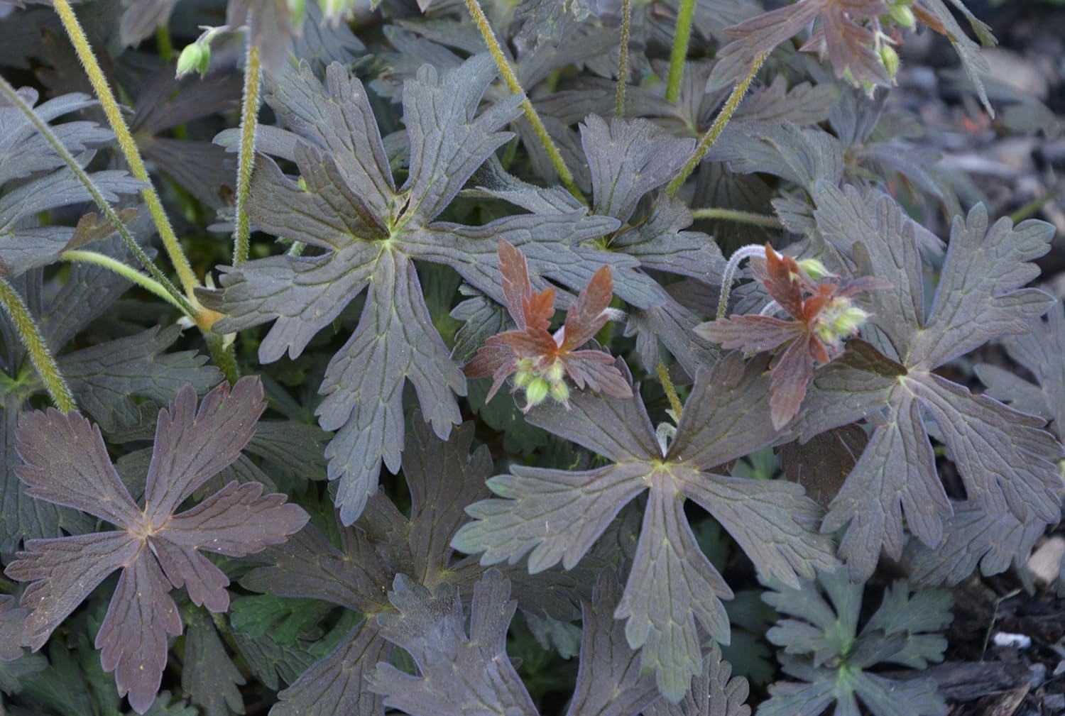 Geranium maculatum 'Espresso' / Dunkelblättriger Storchschnabel - Stauden Gaenge