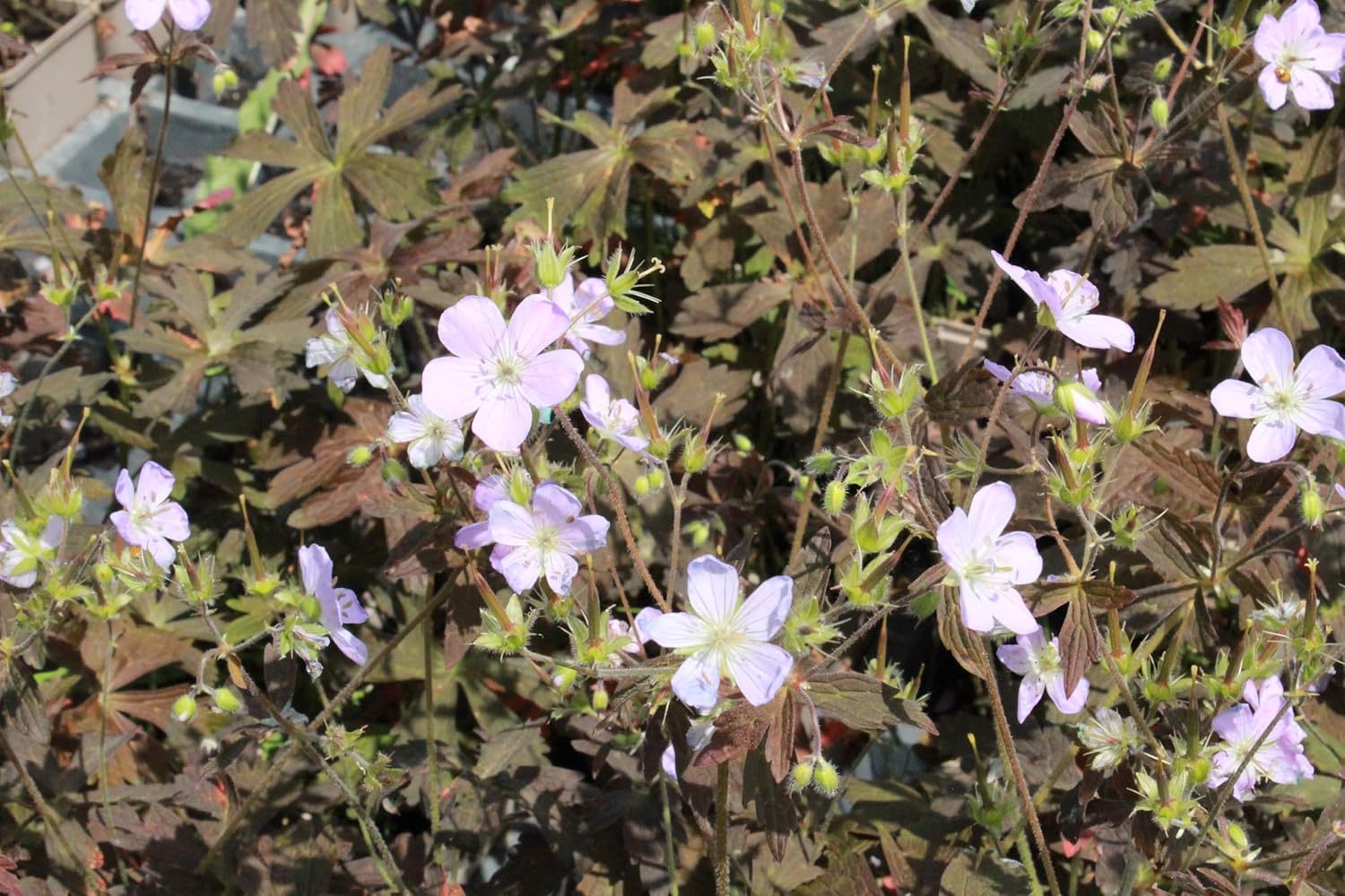 Geranium maculatum 'Espresso' / Dunkelblättriger Storchschnabel - Stauden Gaenge