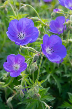 Blauer Blütenteppich von Geranium pratense 'Johnson's Blue', Staude mit blauen Blüten, von Stauden Gänge.