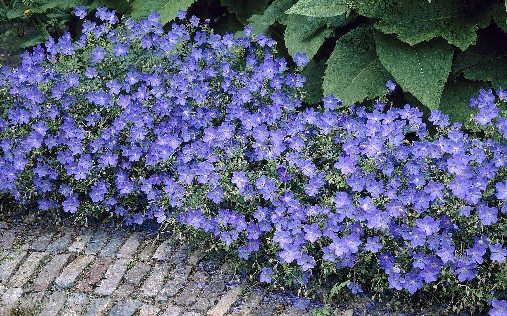 Geranium pratense 'Johnson's Blue' / Blauer Storchschnabel - Stauden Gaenge