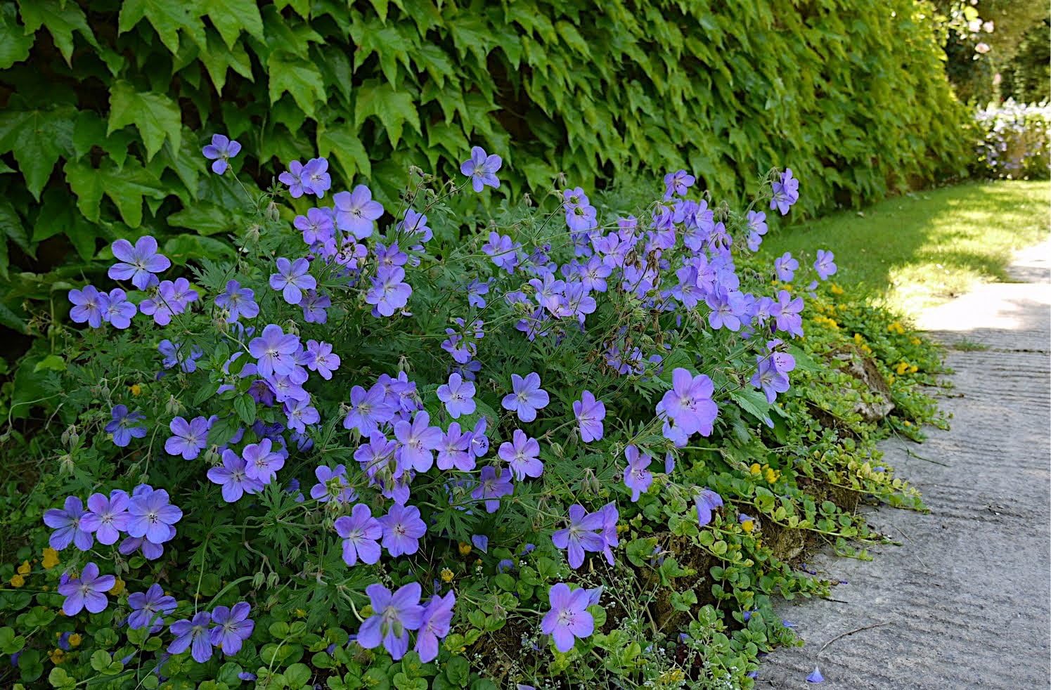 Geranium pratense 'Johnson's Blue' / Blauer Storchschnabel - Stauden Gaenge