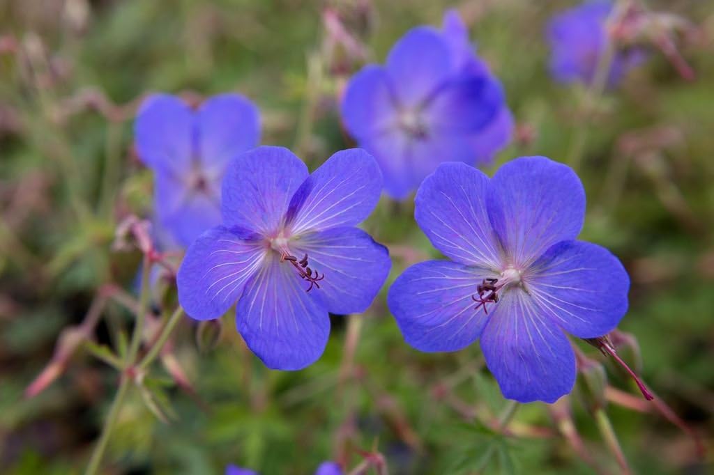 Geranium pratense 'Johnson's Blue' / Blauer Storchschnabel - Stauden Gaenge