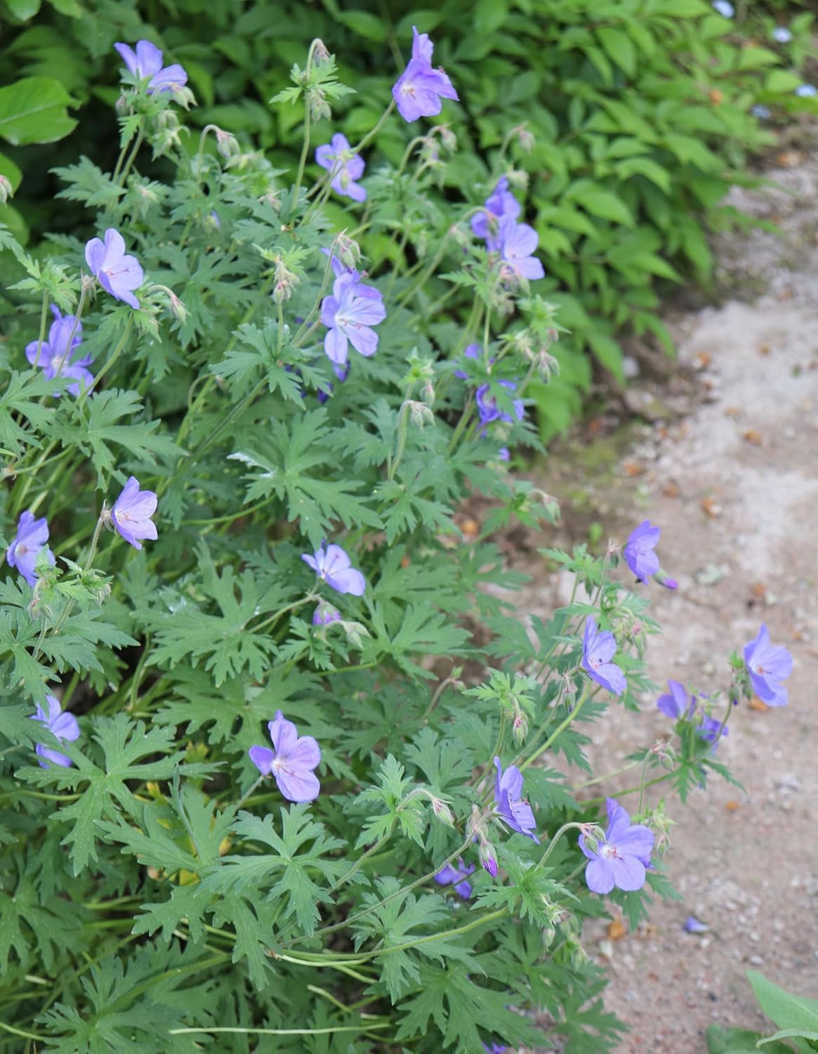 Geranium pratense 'Johnson's Blue' / Blauer Storchschnabel - Stauden Gaenge