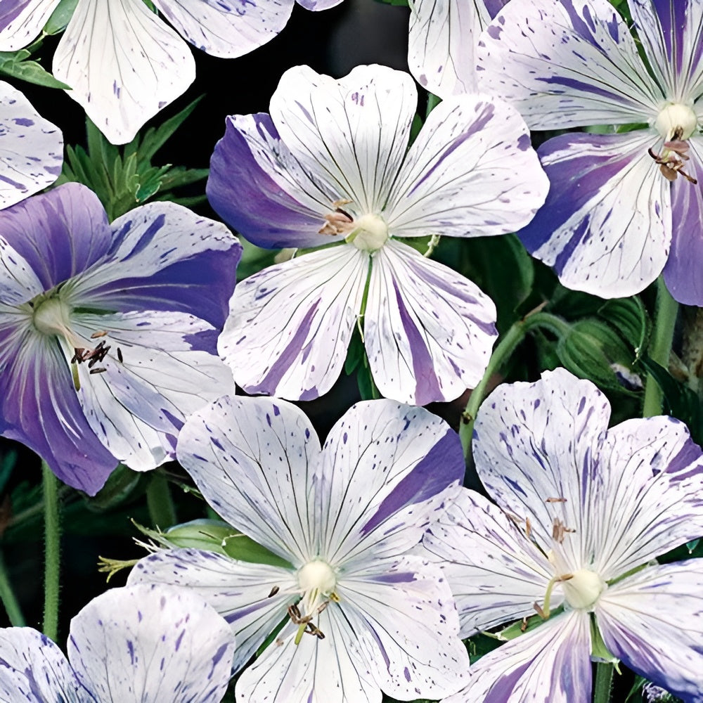 Geranium pratense 'Splish Splash' / Bunter Storchschnabel