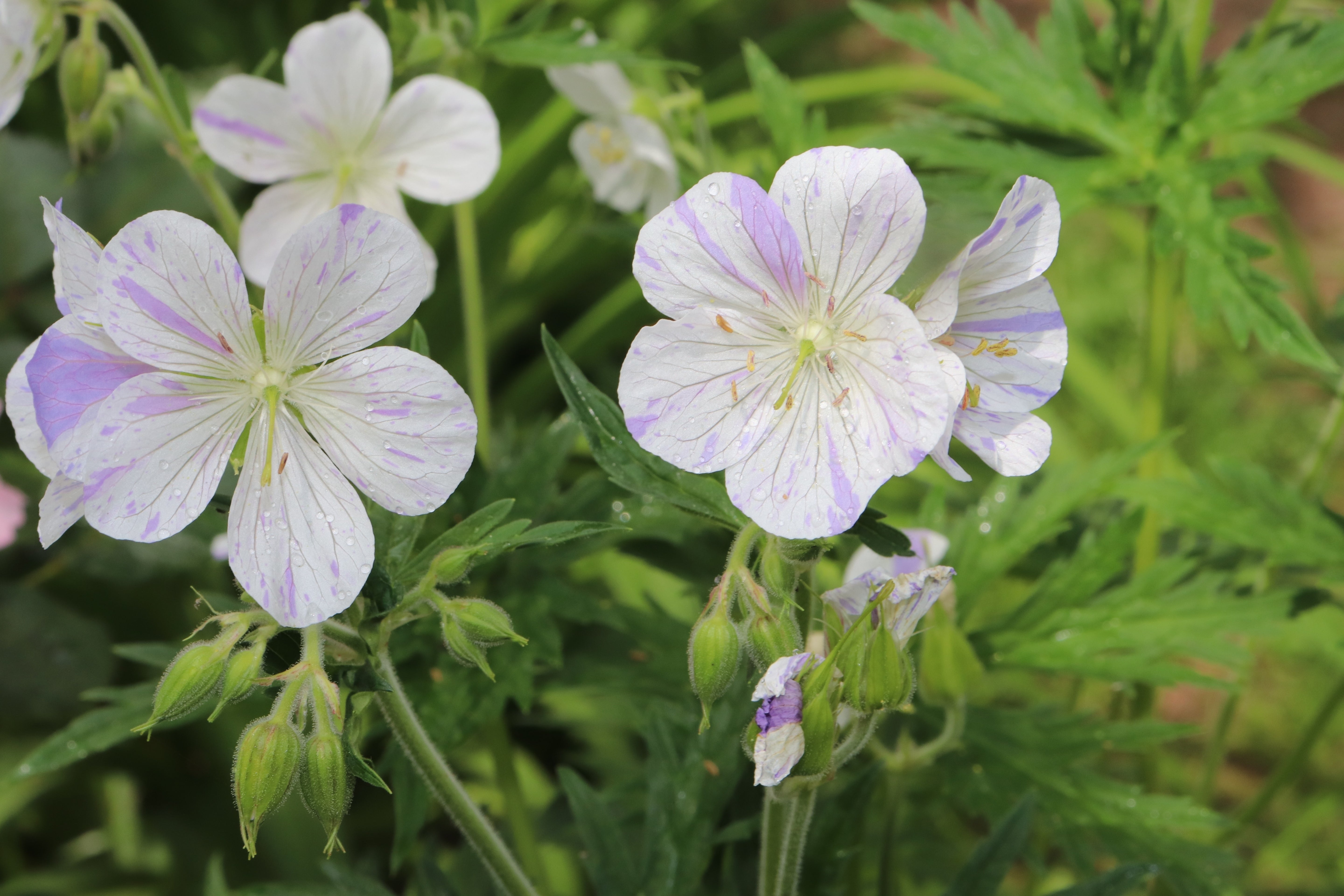 Geranium pratense 'Splish Splash' / Bunter Storchschnabel