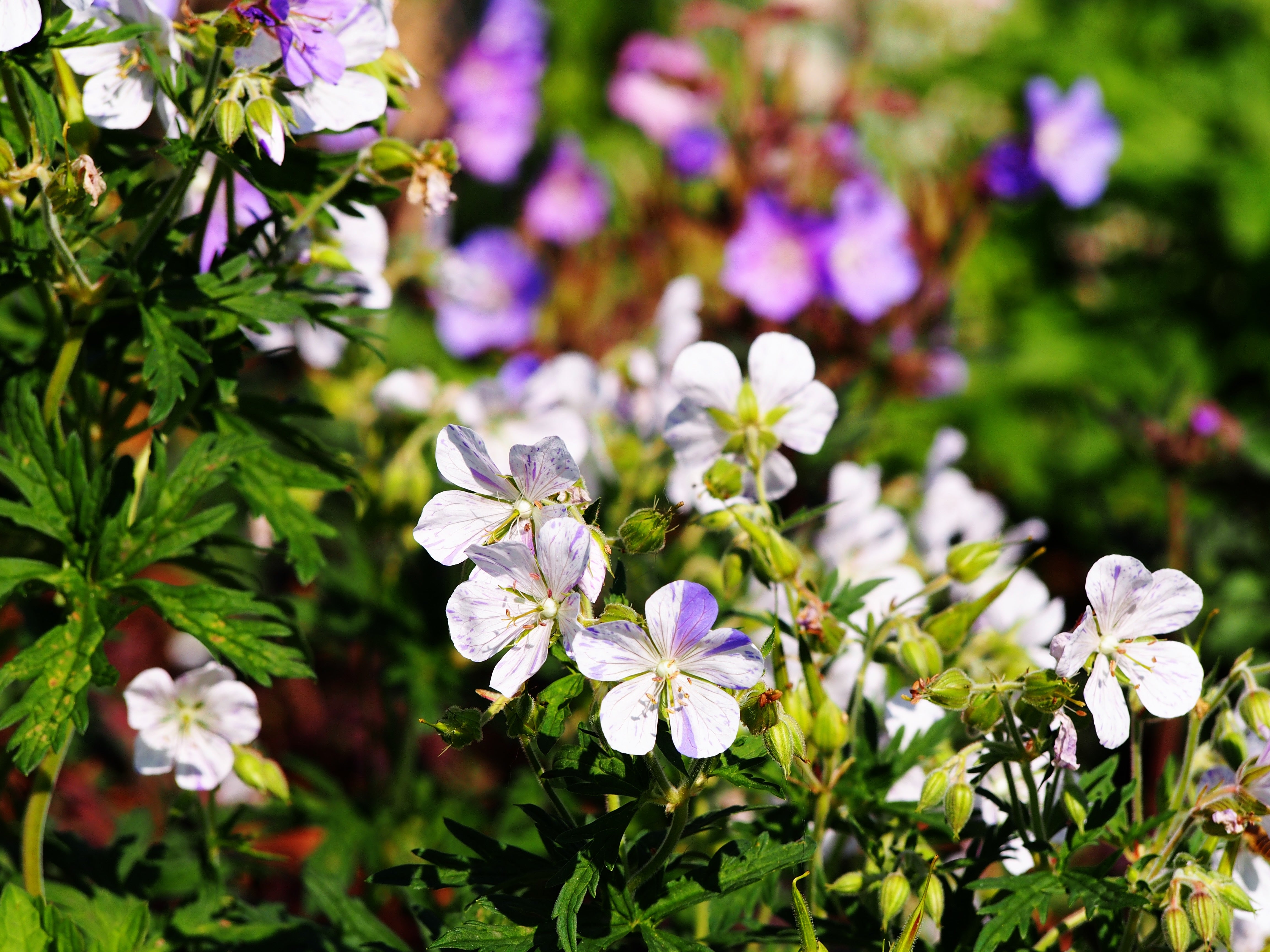Geranium pratense 'Splish Splash' / Bunter Storchschnabel