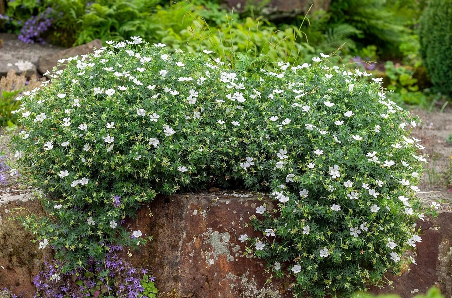 Geranium sanguineum 'Album' / Weißer Blut Storchschnabel - Stauden Gaenge
