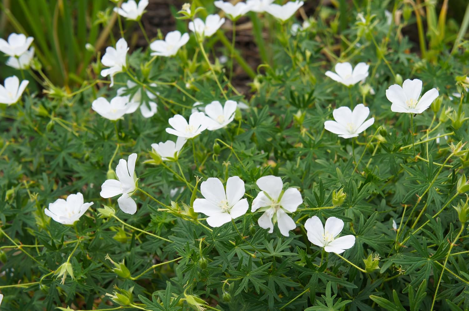 Geranium sanguineum 'Album' / Weißer Blut Storchschnabel - Stauden Gaenge