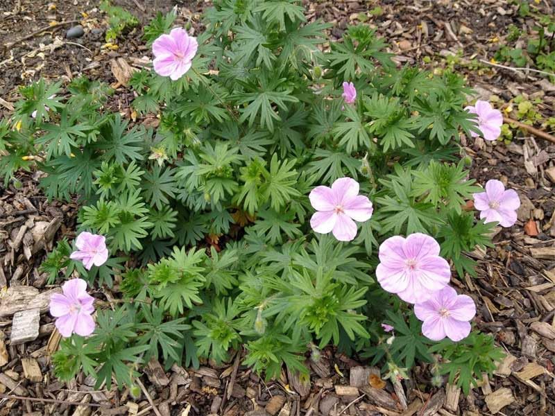 Geranium sanguineum 'Apfelblüte' / Rosa Blut Storchschnabel - Stauden Gaenge