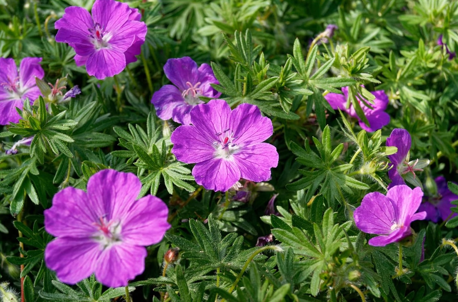 Geranium sanguineum 'Dilys' / Pinker Blut Storchschnabel - Stauden Gaenge