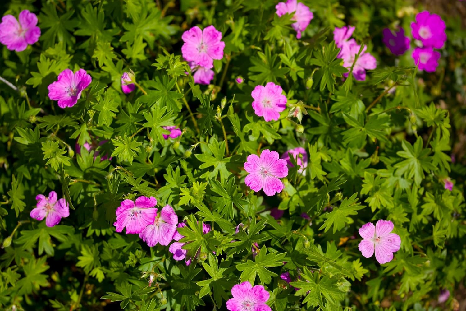 Geranium sanguineum 'Dilys' / Pinker Blut Storchschnabel - Stauden Gaenge