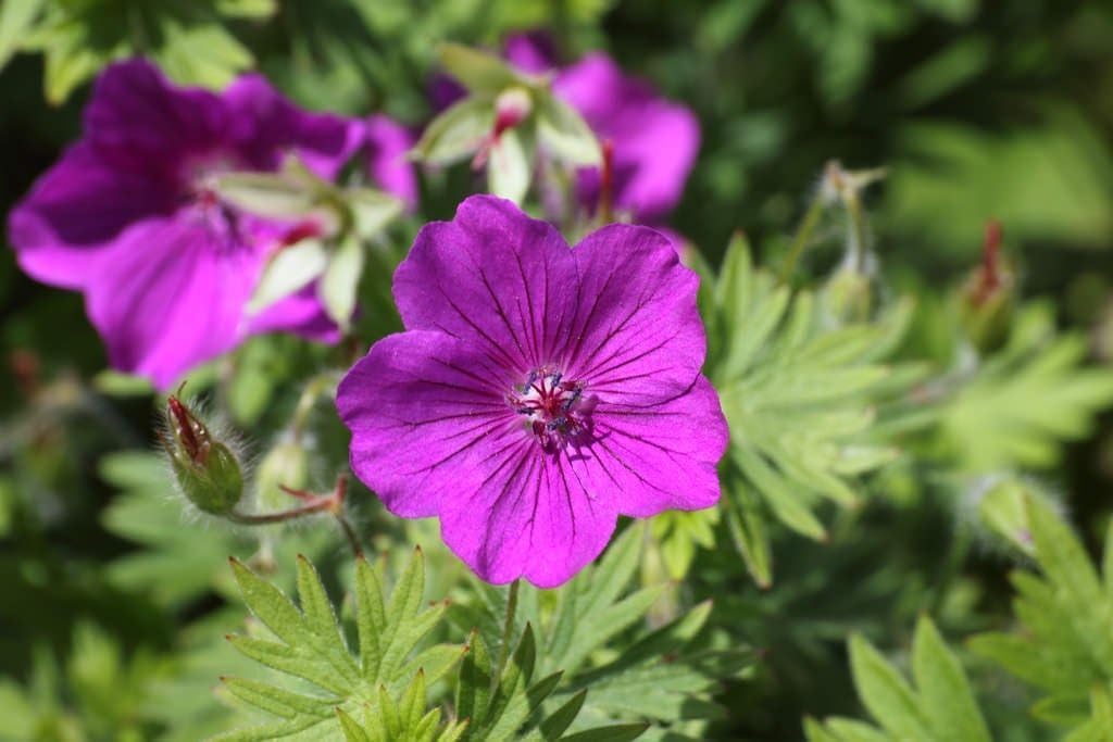 Geranium sanguineum 'Dilys' / Pinker Blut Storchschnabel - Stauden Gaenge