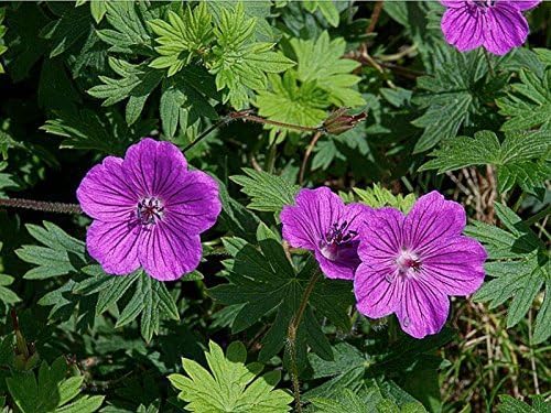 Geranium sanguineum 'Dilys' / Pinker Blut Storchschnabel - Stauden Gaenge