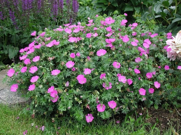 Geranium sanguineum 'Max Frei' / Blut Storchschnabel