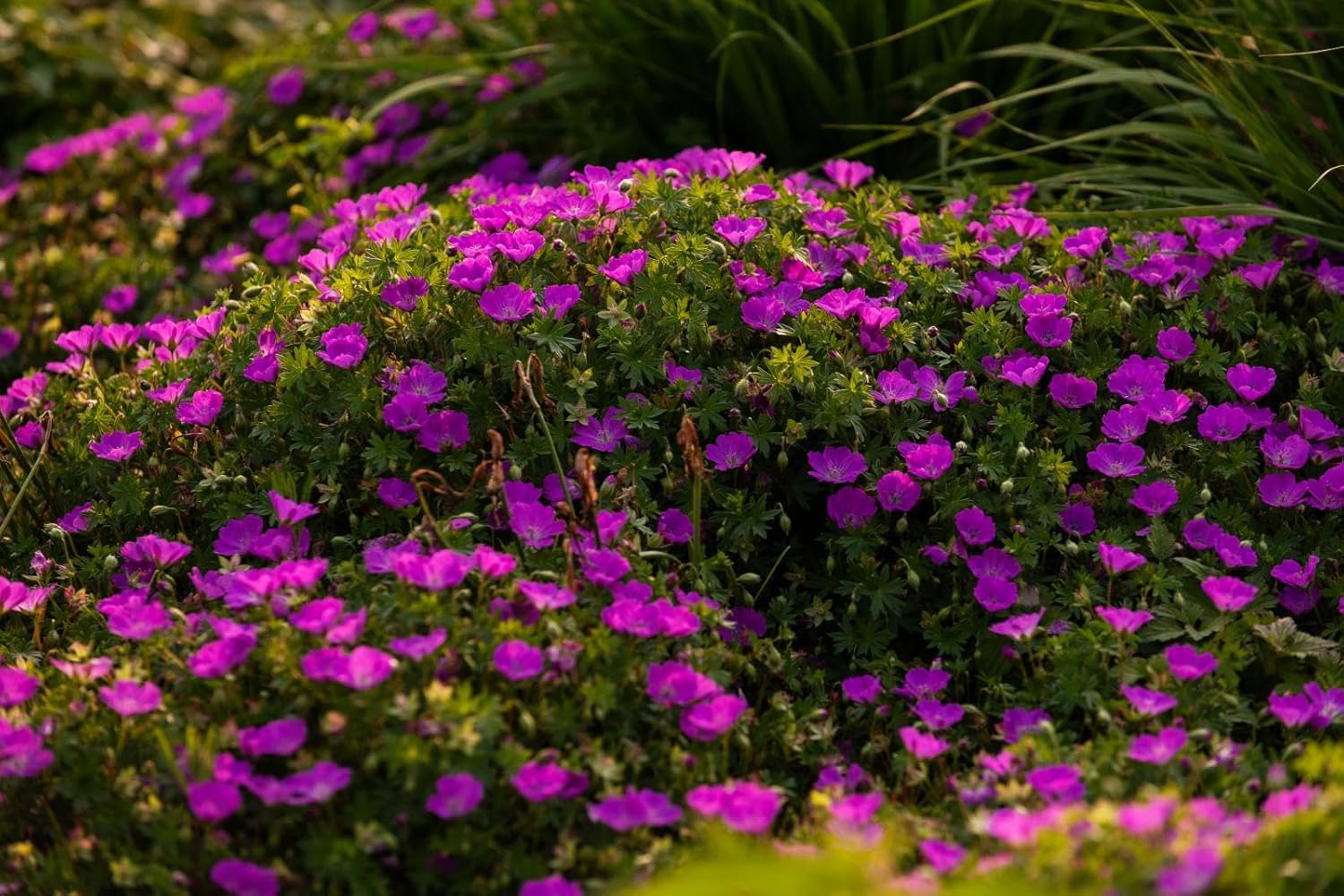 Geranium sanguineum 'Max Frei' / Blut Storchschnabel - Stauden Gaenge