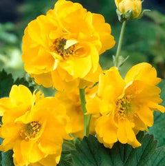 Chilenische Nelkenwurz Geum chiloense 'Lady Stratheden‘ als Staude, mit grünen Blättern und leuchtenden Blüten.