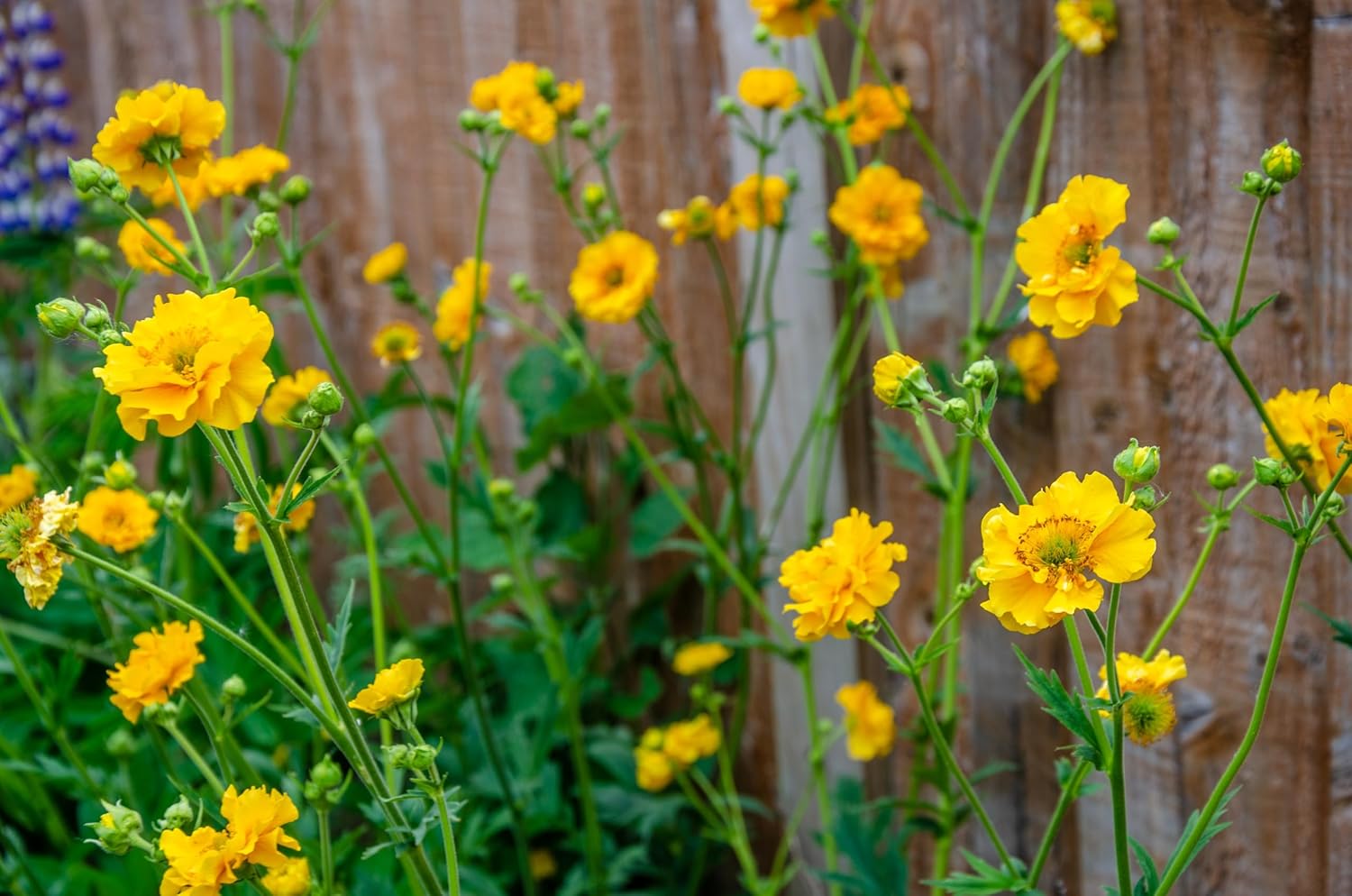 Geum chiloense 'Lady Stratheden‘ / Chilenische Nelkenwurz - Stauden Gaenge