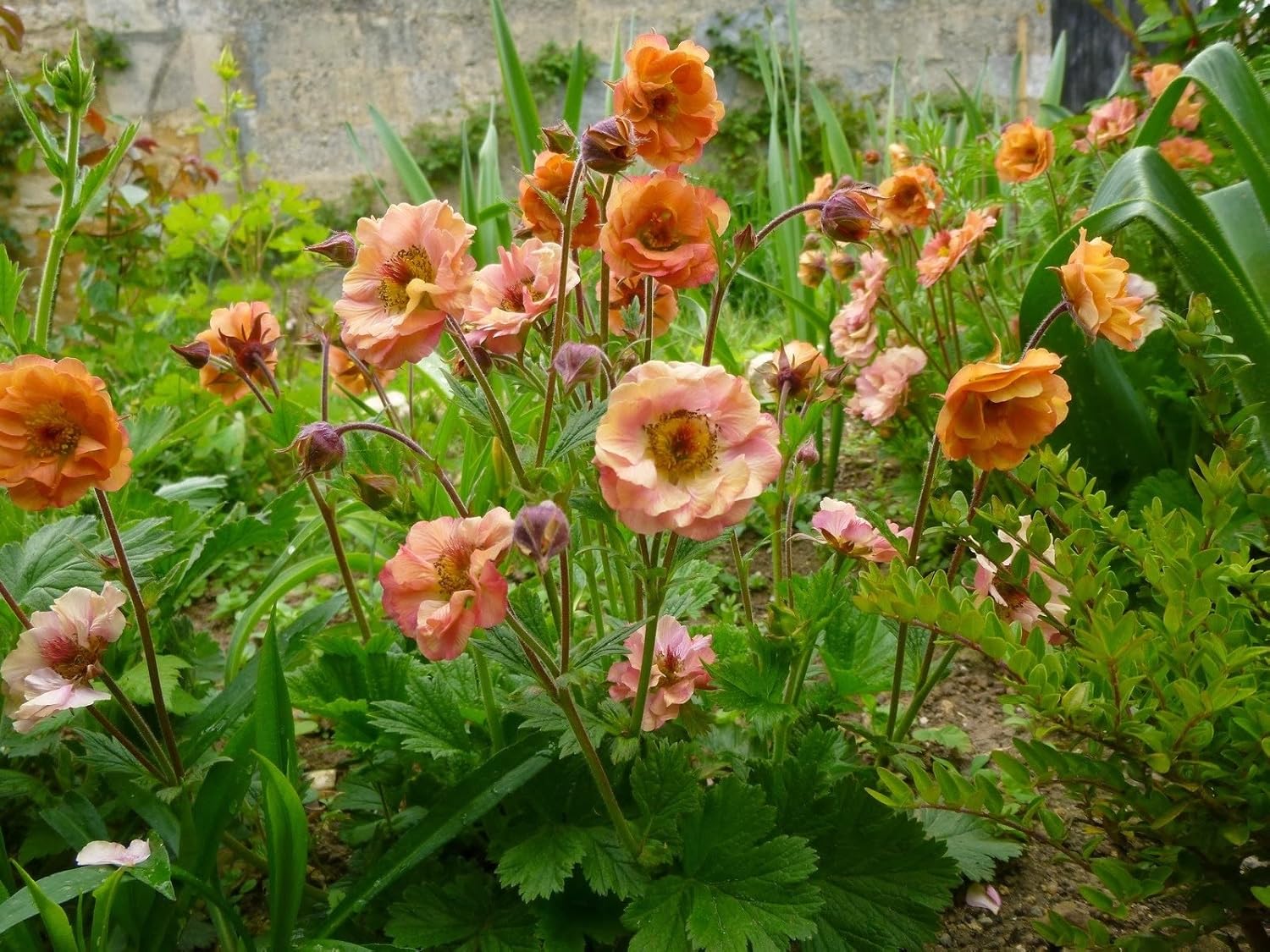 Geum chiloense 'Mai Tai‘ / apricotfarbene Chilenische Nelkenwurz - Stauden Gaenge