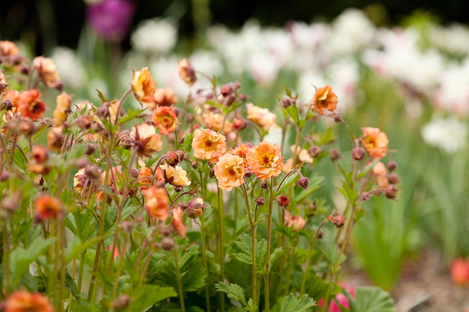 Geum chiloense 'Mai Tai‘ / apricotfarbene Chilenische Nelkenwurz - Stauden Gaenge
