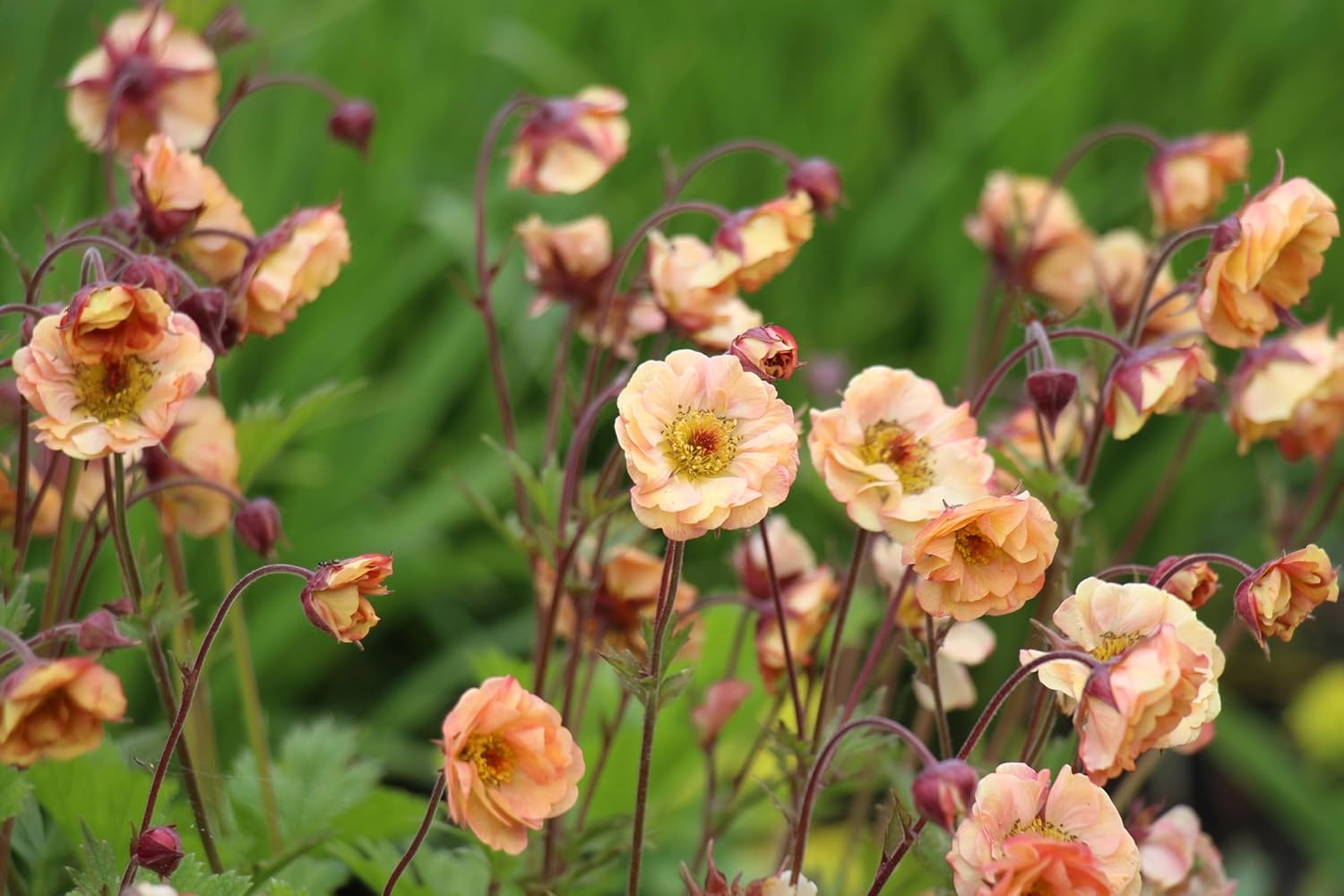Geum chiloense 'Mai Tai‘ / apricotfarbene Chilenische Nelkenwurz - Stauden Gaenge