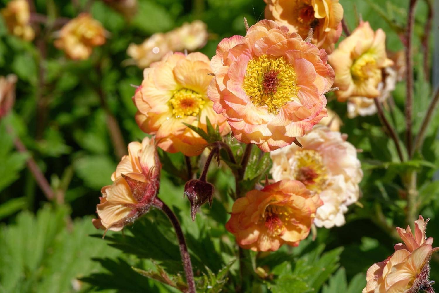 Geum chiloense 'Mai Tai‘ / apricotfarbene Chilenische Nelkenwurz - Stauden Gaenge