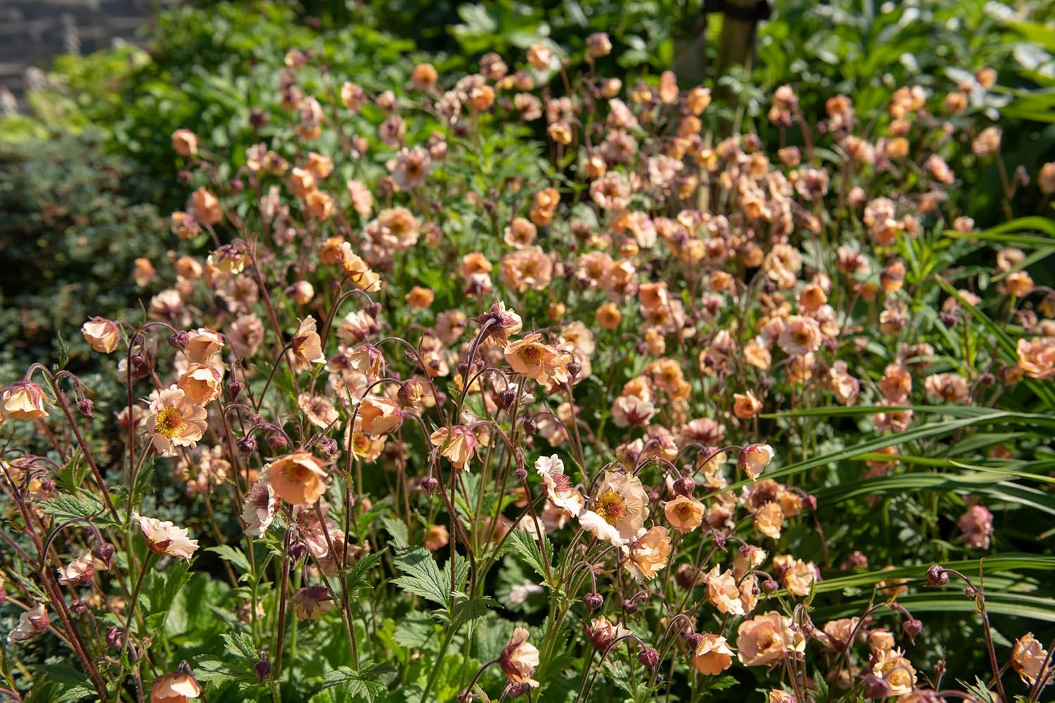 Geum chiloense 'Mai Tai‘ / apricotfarbene Chilenische Nelkenwurz - Stauden Gaenge