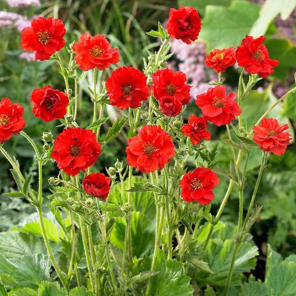 Geum chiloense 'Mrs Bradshaw' / Roter Chilenische Nelkenwurz - Stauden Gaenge